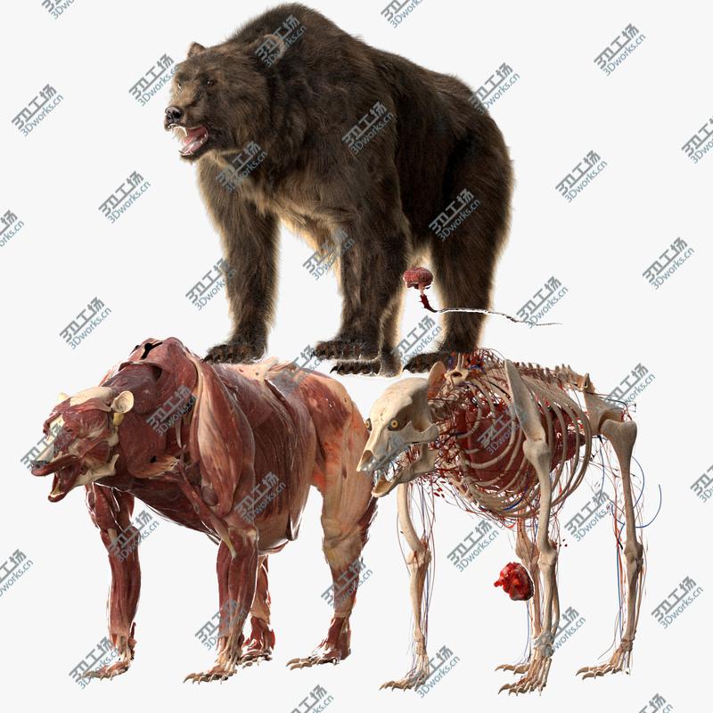 images/goods_img/202104094/3D Bear Anatomy (Fur) model/1.jpg